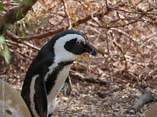 Colony of critically endangered African, Cape or South African penguins -Spheniscus demersus -  drying or warm on the beach at Boulders Beach Cape Town.  Also known as Black-footed or Jackass penguins