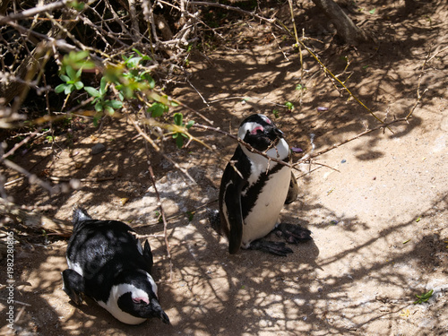 Colony of critically endangered African, Cape or South African penguins -Spheniscus demersus -  drying or warm on the beach at Boulders Beach Cape Town.  Also known as Black-footed or Jackass penguins