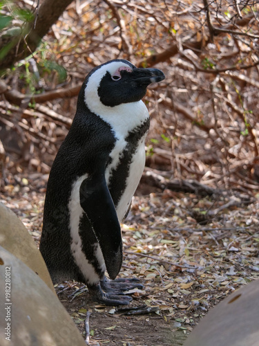 Colony of critically endangered African, Cape or South African penguins -Spheniscus demersus -  drying or warm on the beach at Boulders Beach Cape Town.  Also known as Black-footed or Jackass penguins