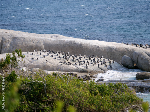 Colony of critically endangered African, Cape or South African penguins -Spheniscus demersus -  drying or warm on the beach at Boulders Beach Cape Town.  Also known as Black-footed or Jackass penguins