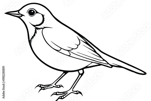 american robin silhouette line art vector illustration with a white background