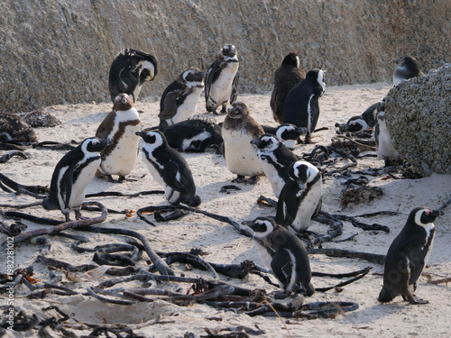 Colony of critically endangered African, Cape or South African penguins -Spheniscus demersus -  drying or warm on the beach at Boulders Beach Cape Town.  Also known as Black-footed or Jackass penguins