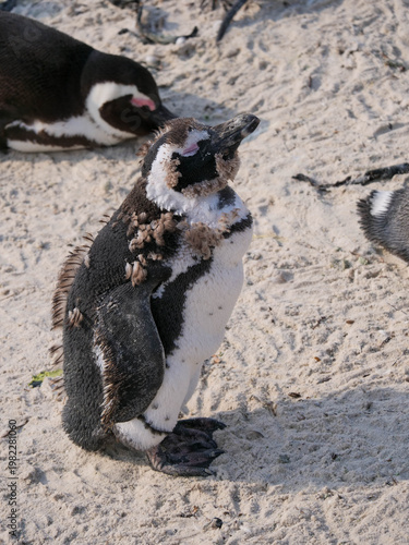 Colony of critically endangered African, Cape or South African penguins -Spheniscus demersus -  drying or warm on the beach at Boulders Beach Cape Town.  Also known as Black-footed or Jackass penguins