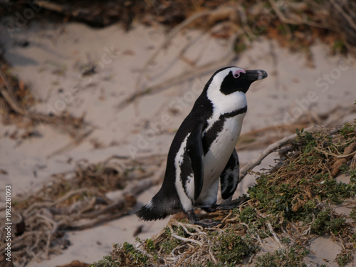 Close-up and side profile of the critically endangered African, Cape or South African penguin Spheniscus demersus at Boulders Beach, Cape Town. Also known as Black-footed or Jackass penguins.