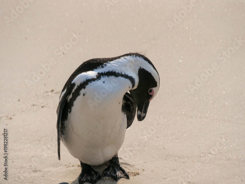 Colony of critically endangered African, Cape or South African penguins -Spheniscus demersus -  drying or warm on the beach at Boulders Beach Cape Town.  Also known as Black-footed or Jackass penguins