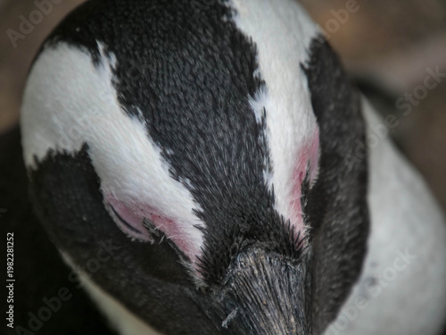 Colony of critically endangered African, Cape or South African penguins -Spheniscus demersus -  drying or warm on the beach at Boulders Beach Cape Town.  Also known as Black-footed or Jackass penguins
