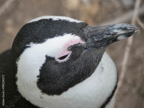 Colony of critically endangered African, Cape or South African penguins -Spheniscus demersus -  drying or warm on the beach at Boulders Beach Cape Town.  Also known as Black-footed or Jackass penguins