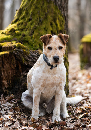 Foto happy white dog in spring forest