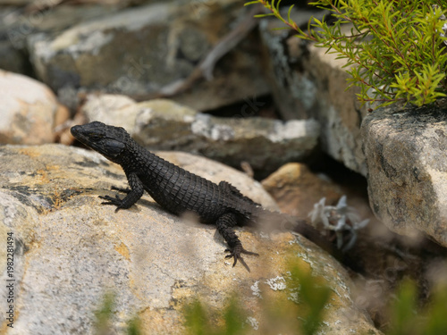 Top view of black zonure, black girdled lizard - Cordylus niger, lizard, basking in the sun, Cape Point, part of Table Mountain National Park, Cape Town, South Africa
