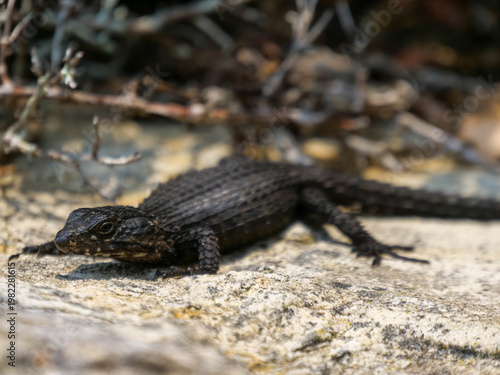 Close up of a black zonure, black girdled lizard - Cordylus niger, basking in the sun on a rock. Location Cape Point, part of Table Mountain National park, Cape Town Background blurred or out of focus