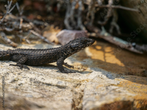 black zonure, black girdled lizard - Cordylus niger, lizard, basking in the sun, Cape Point, part of Table Mountain National Park, Cape Town, South Africa