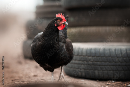 incredible detailed portraits of domestic chickens on a blurred background with soft light