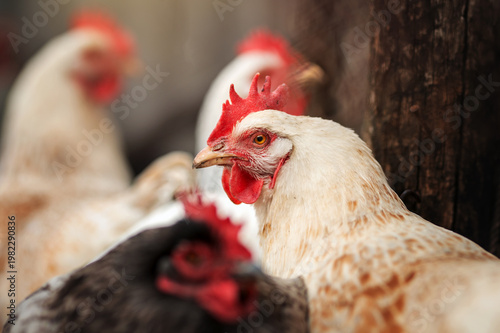 incredible detailed portraits of domestic chickens on a blurred background with soft light