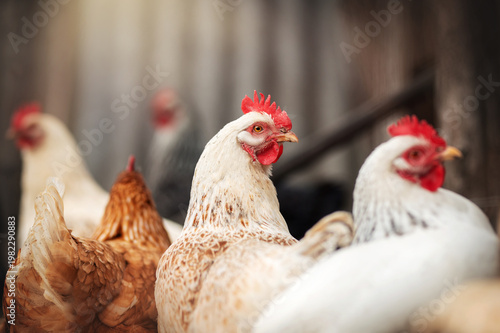 incredible detailed portraits of domestic chickens on a blurred background with soft light