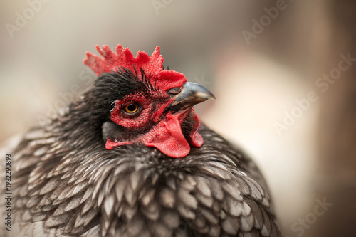 incredible detailed portraits of domestic chickens on a blurred background with soft light