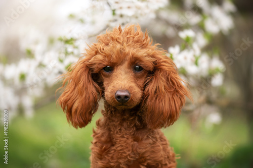 cute spring portraits of a red little poodle in nature, blooming trees and a dog