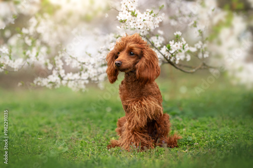 cute spring portraits of a red little poodle in nature, blooming trees and a dog