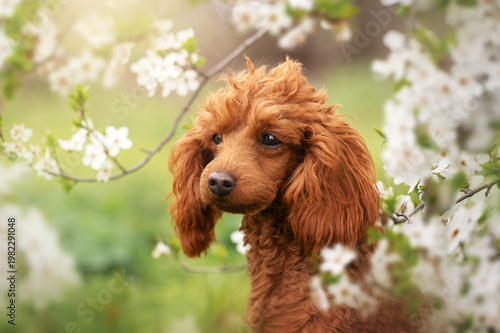 cute spring portraits of a red little poodle in nature, blooming trees and a dog