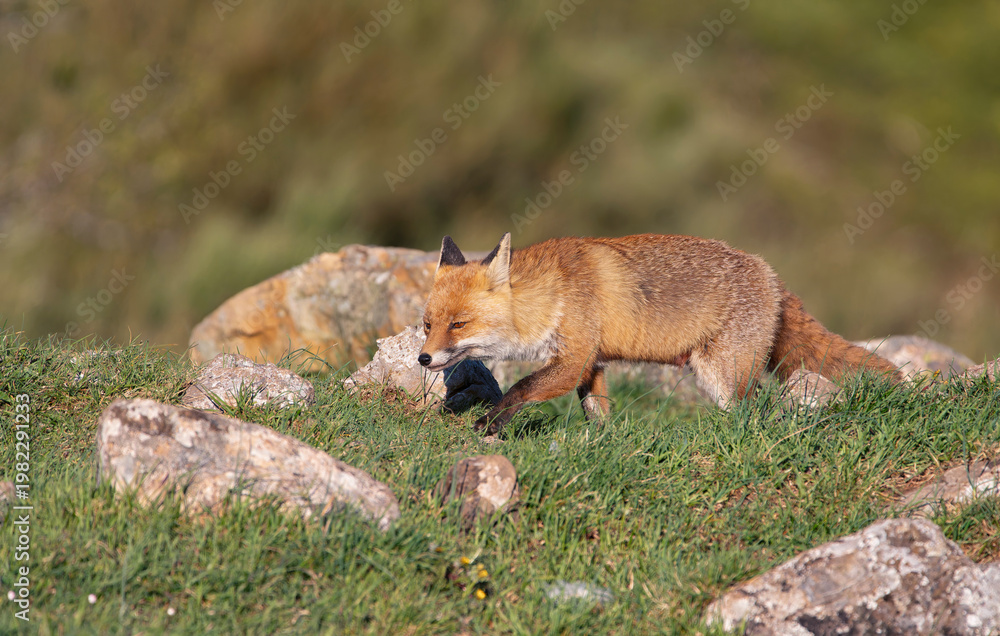 Fototapeta premium A young fox in the field.