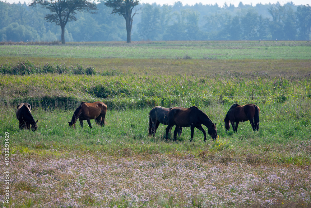 Fototapeta premium Horses in the pasture