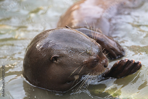 Detailed view of an otter's webbed foot in the water
