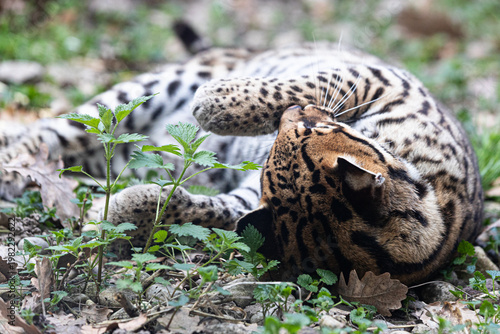 Exotic wildcat ocelot showing its beautiful spotted coat