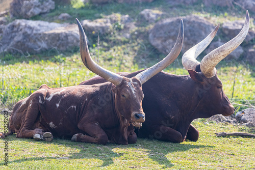 Two Ankole-Watusi cattle resting on green grass