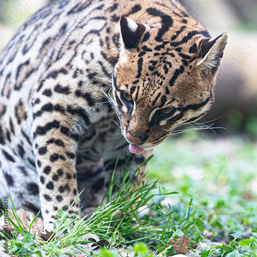 Close up portrait of a beautiful wild ocelot (Leopardus pardalis) sitting on green grass with its tiny tongue out