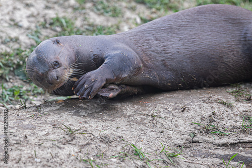 Giant otter resting on the muddy river bank