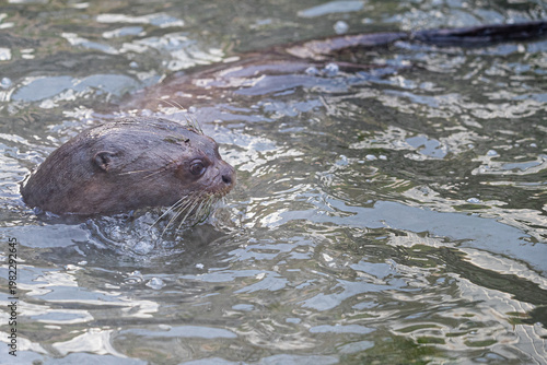 
Side view of a wild giant otter swimming fast in a river. Detailed wet fur and water splashes around the aquatic mammal