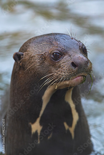 Close up portrait of a wet giant otter in the water