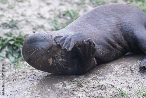 Funny giant otter rubbing its sleepy eye with a paw