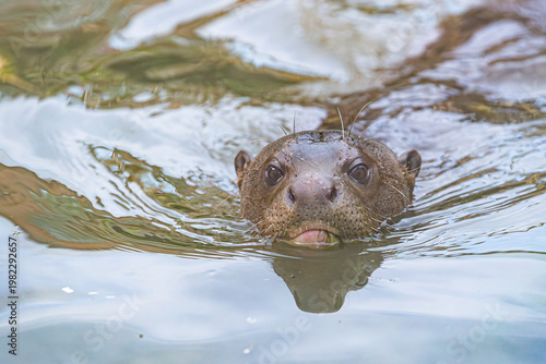 Close up of a giant otter swimming in the water