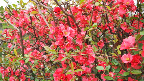 Chaenomeles is a small genus of flowering plants in the Rosaceae family. Representatives of the genus grow wild in China and Japan. Bumblebee flies and collects nectar. Red flowers. Spring blooming