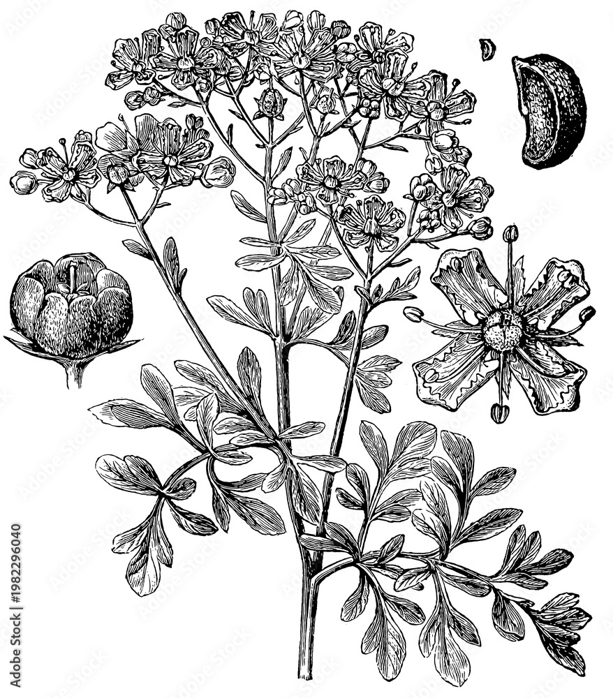 Fototapeta premium Ruta graveolens (rue); flower, fruit, and seed, detailed vintage botanical engraving.