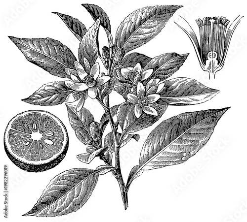 Citrus aurantium (orange); flower in longitudinal section and fruit in cross section, detailed vintage botanical engraving.
