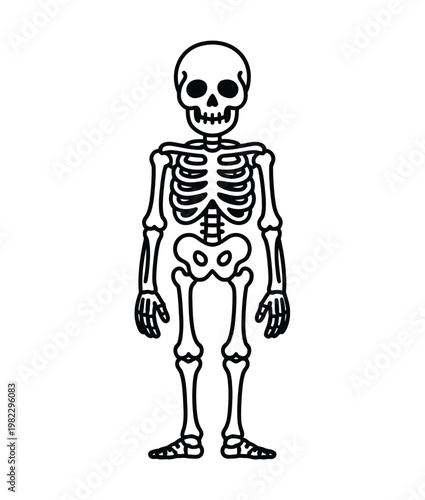 Skeleton stands in an upright position.