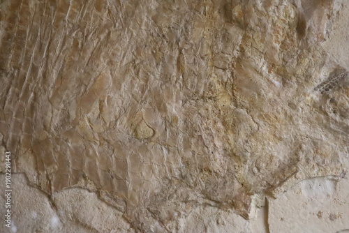 Fossil imprint of an ancient organism faintly visible within a weathered stone surface.