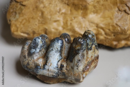 Fossilized ancient animal teeth embedded in rock, showing natural erosion and mineralization over time.