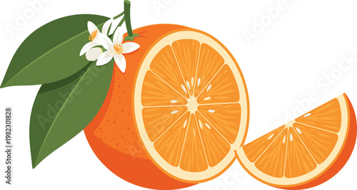 Fresh orange fruit vector illustration with sliced citrus segments leaves and blossom for healthy food and juice designs