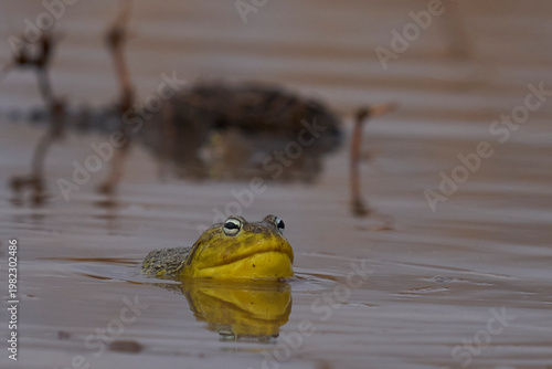 African bullfrog (Pyxicephalus adspersus) in a shallow pool of water created by the onset of the rainy season in South Luangwa National Park, Zambia