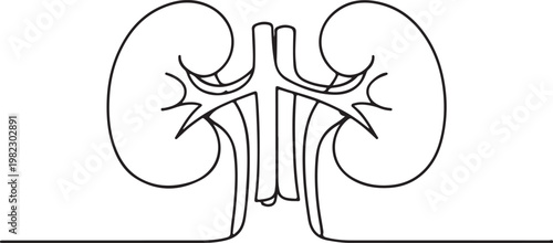 Detailed Human Kidneys with Ureters Line Art Medical Anatomy Illustration
