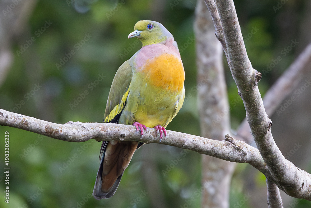 Fototapeta premium Orange-breasted Green Pigeon on tree branch in Sri Lanka