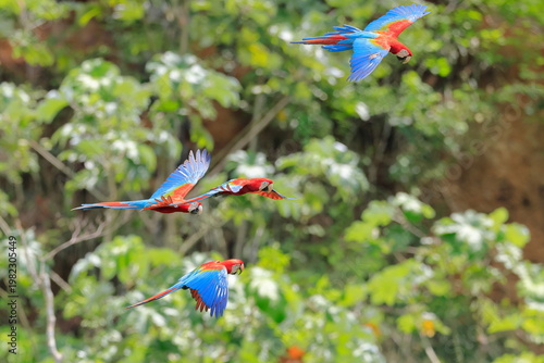 Foto Red and Green Macaw, Ara chloropterus, Parque Nacional Madidi, Bolivie