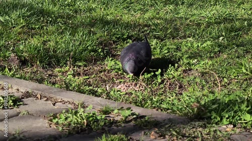 the pigeon eats