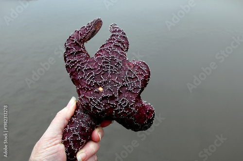 Fotografie Burgundy Sea Star Washed Ashore