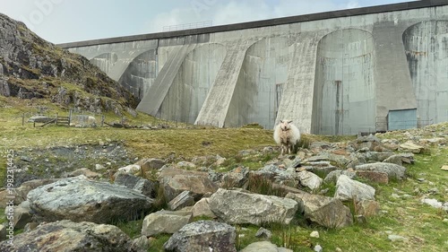 Sheep at Stwlan Hydro Electricity Dam and Moelwyn Mountain, Snowdonia National Park, Blaenau Ffestiniog, Gwynedd, North Wales, UK