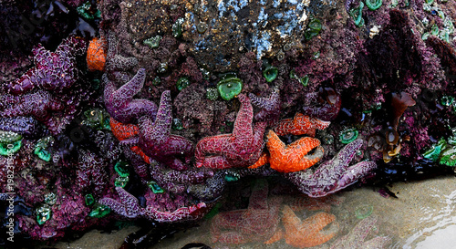 Bild auf Leinwand Colorful Mass of Sea Stars Cling to Sea Stack