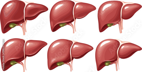 Human liver anatomy vector illustration featuring multiple views of organ structure gallbladder and detailed medical design for healthcare education