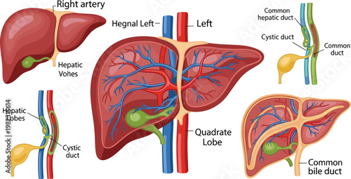 Human liver anatomy vector diagram featuring hepatic arteries veins bile ducts and lobes with detailed labeled structure for medical education illustration